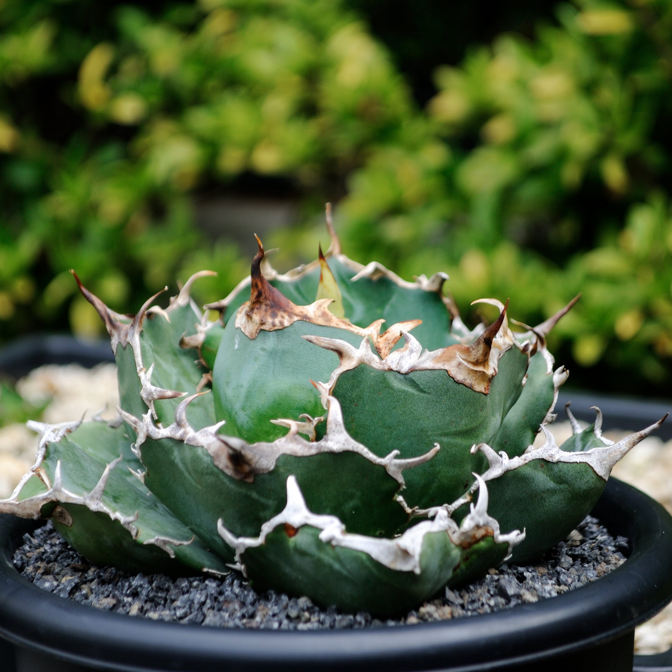 アガベ チタノタ 白鯨 中株 | Agave Rocon